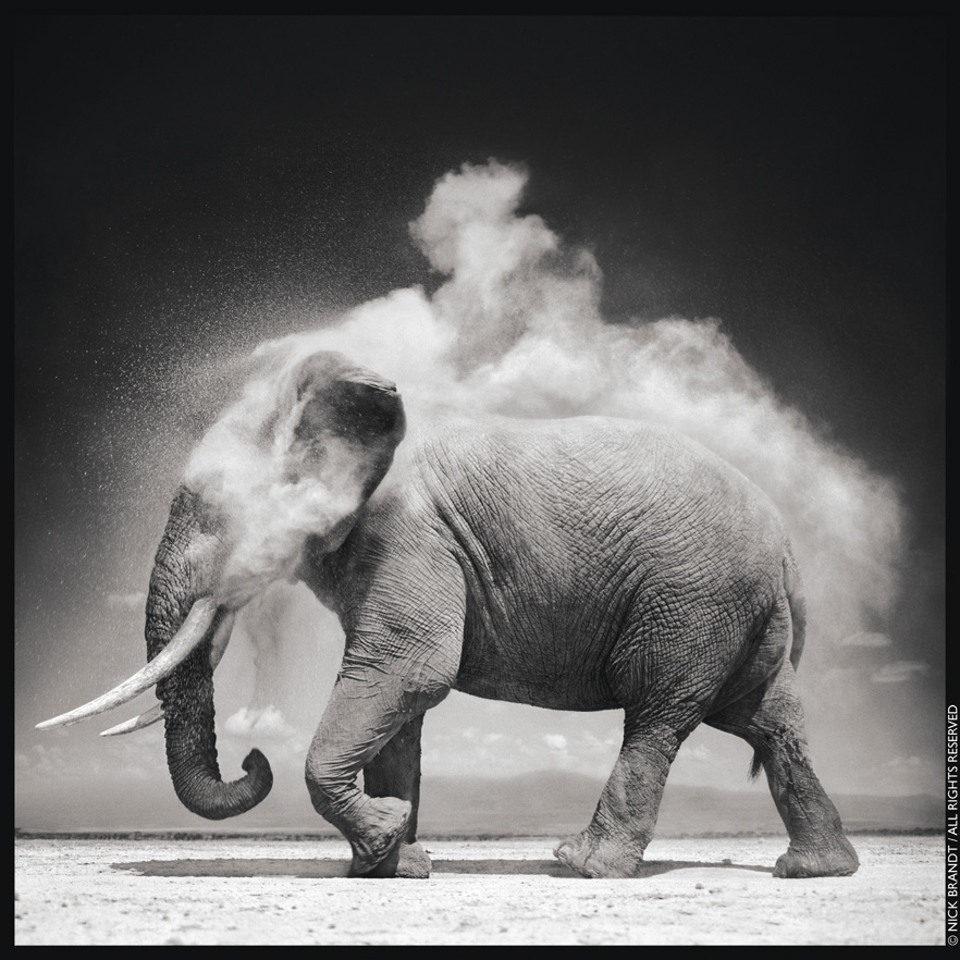 Elephant with Exploding Dust Photo by: Nick Brandt - copyright protected