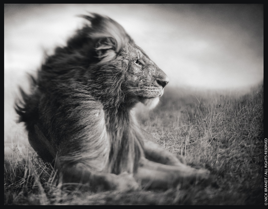 Lion before Storm II Photo by: Nick Brandt - copyright protected